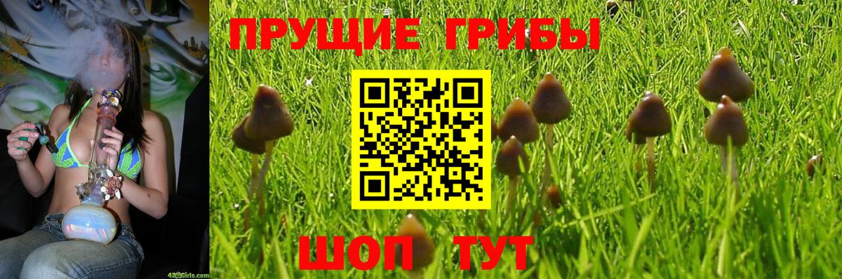 Псилоцибиновые грибы GOLDEN TEACHER Туймазы